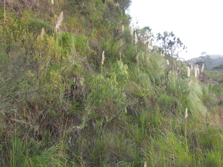 Raulinoreitzia tremula (1)