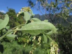 Raulinoreitzia crenulata (8)