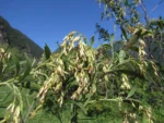 Raulinoreitzia crenulata (3)