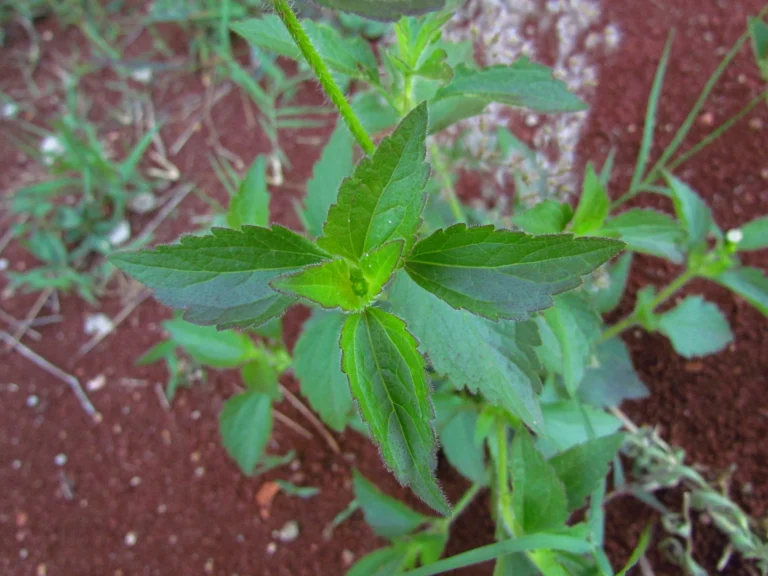 Praxelis clematidea (38)