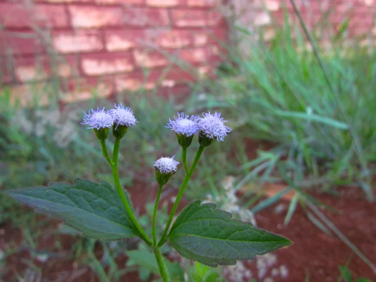 Praxelis clematidea (36)