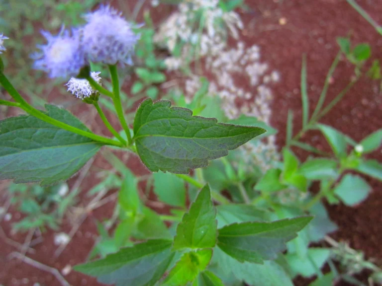 Praxelis clematidea (37)