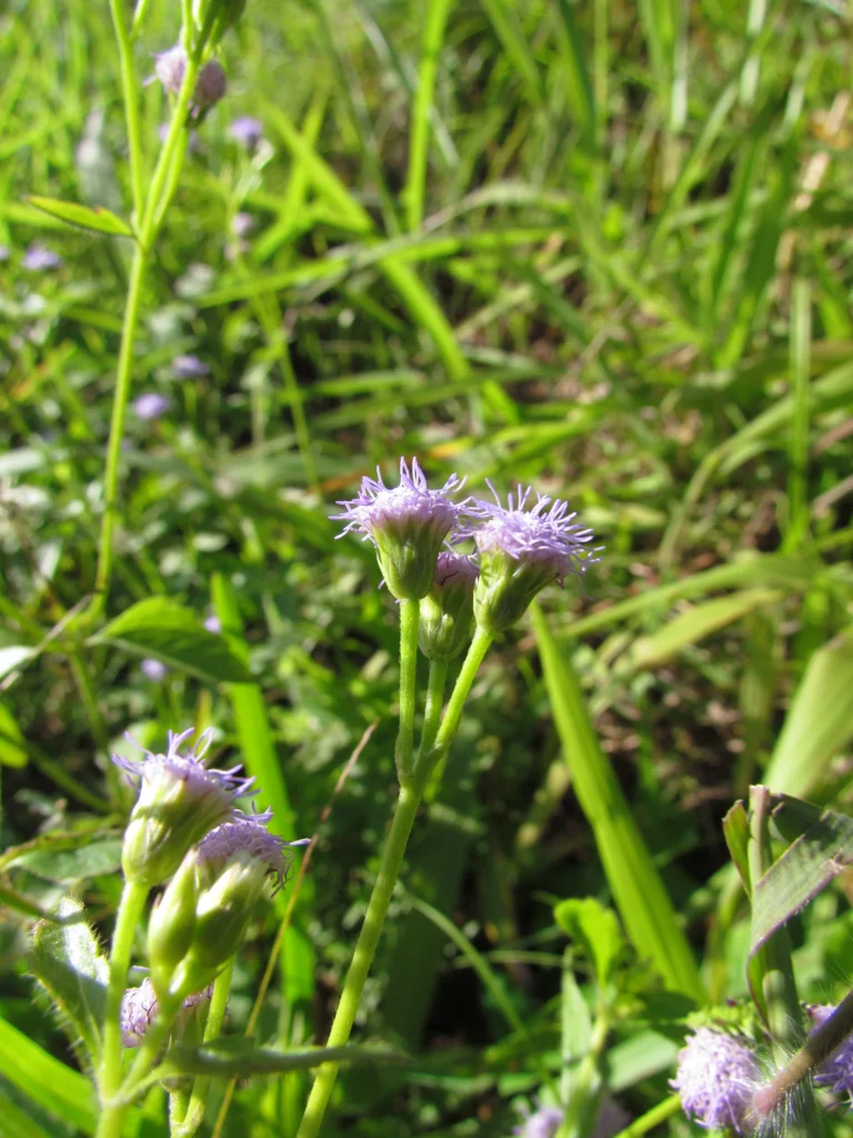 Praxelis clematidea (33)