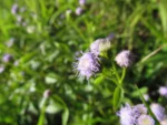 Praxelis clematidea (31)
