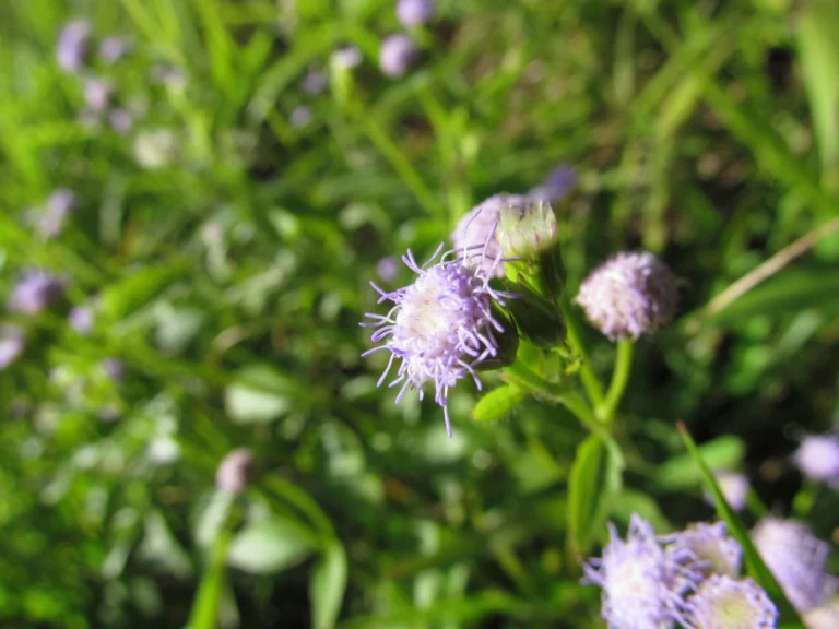 Praxelis clematidea (31)
