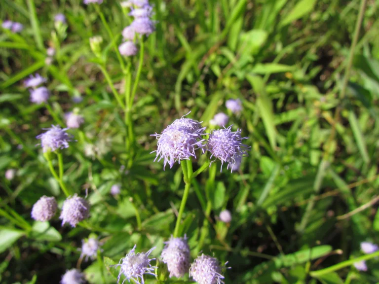Praxelis clematidea (29)