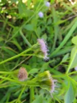 Praxelis clematidea (27)