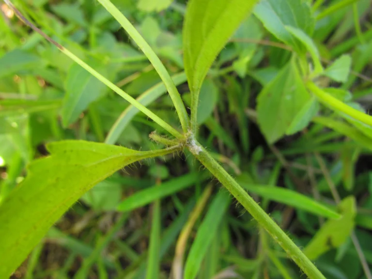 Praxelis clematidea (24)