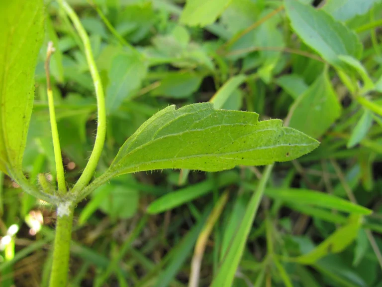 Praxelis clematidea (23)