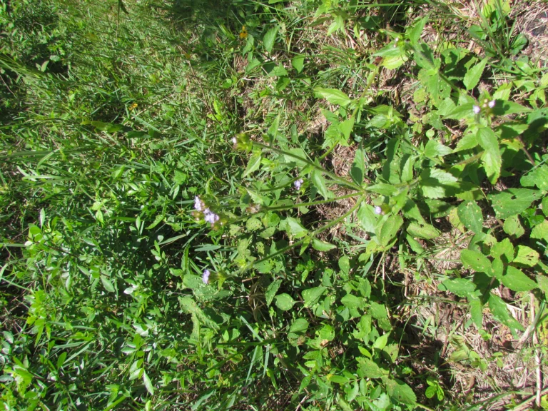 Praxelis clematidea (19)