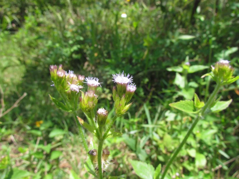 Praxelis clematidea (17)
