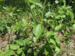 Praxelis clematidea (16)