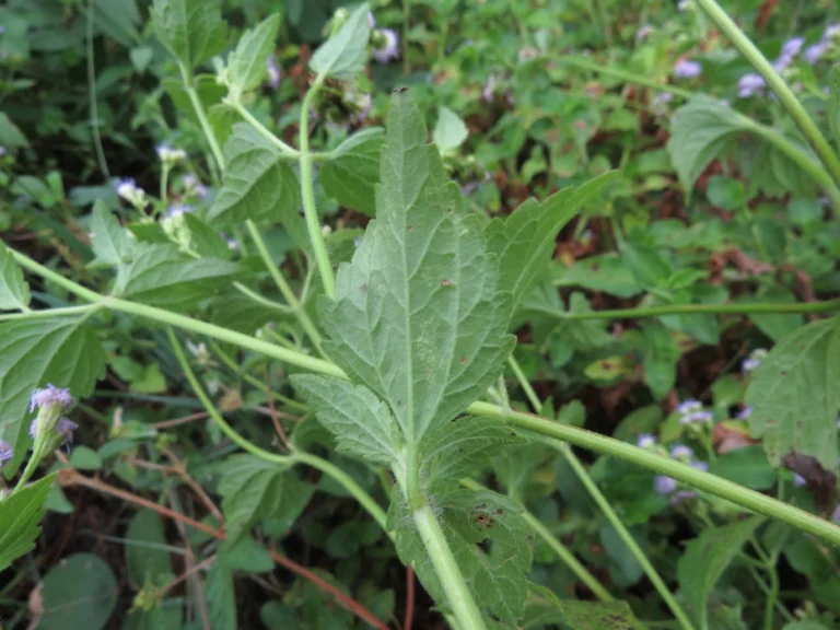 Praxelis clematidea (12)
