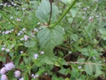 Praxelis clematidea (10)