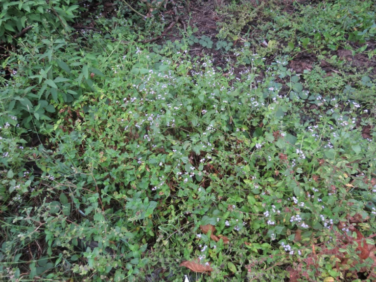 Praxelis clematidea (6)