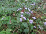 Praxelis clematidea (8)