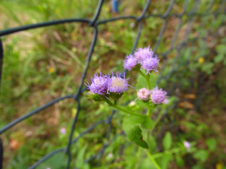 Praxelis clematidea (5)