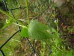 Praxelis clematidea (2)