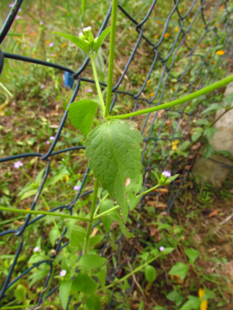 Praxelis clematidea (1)