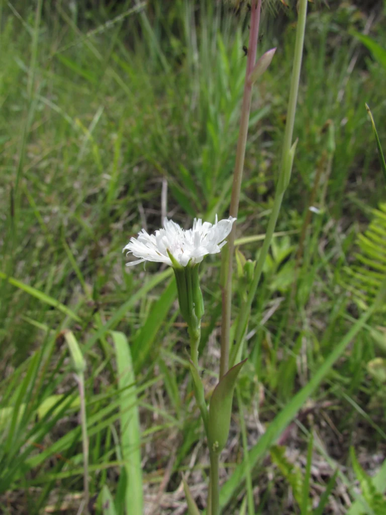 Picrosia longifolia (30)