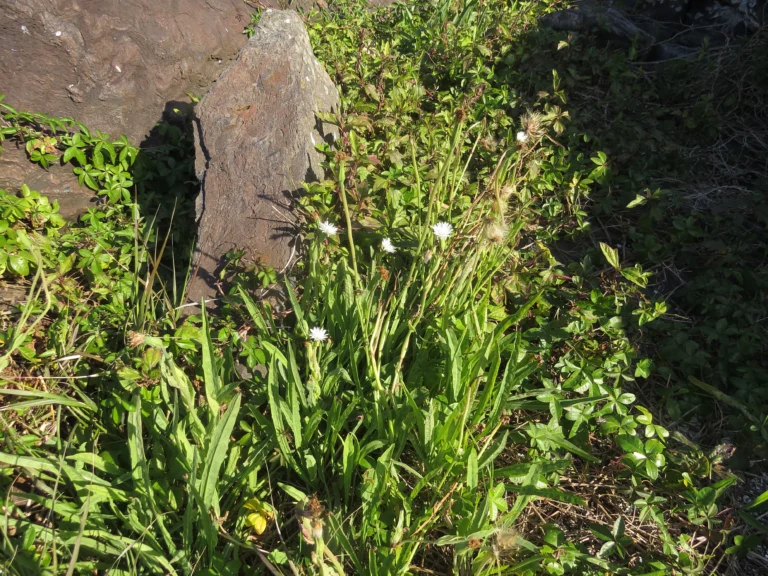 Picrosia longifolia (25)