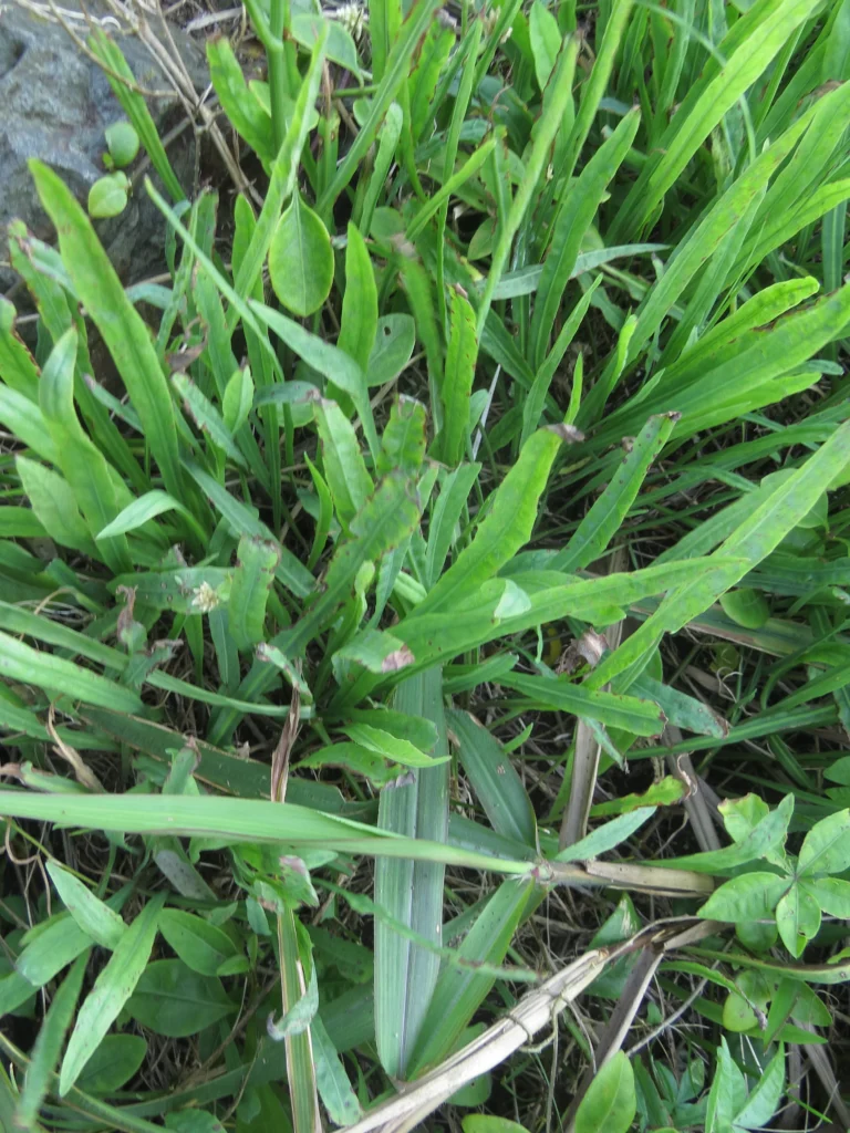 Picrosia longifolia (24)