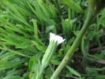Picrosia longifolia (21)