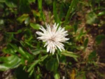 Picrosia longifolia (16)