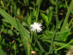 Picrosia longifolia (15)