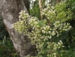 Mikania ulei (9)