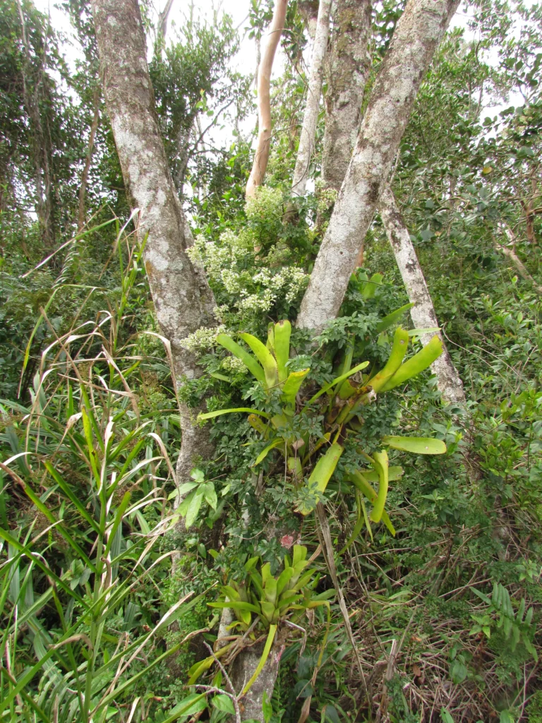 Mikania ulei (1)