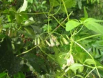 Mikania ternata (31)