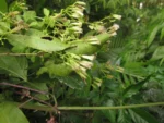 Mikania ternata (29)