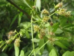 Mikania ternata (26)