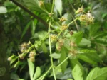 Mikania ternata (24)
