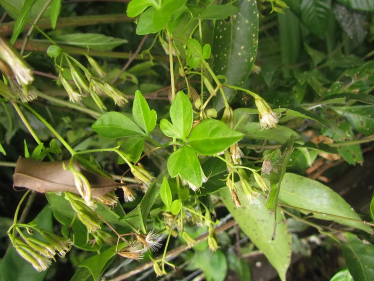 Mikania ternata (22)