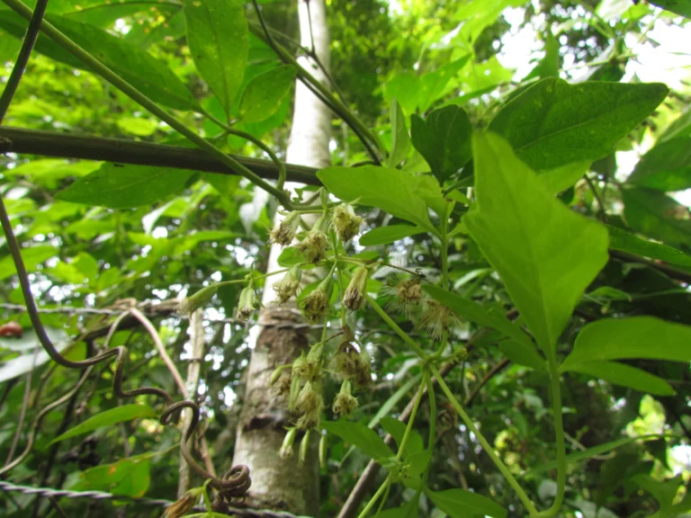 Mikania ternata (17)