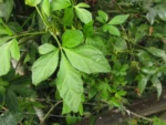 Mikania ternata (14)