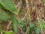 Mikania ternata (3)