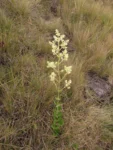 Mikania sessilifolia (18)