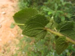 Mikania sessilifolia (16)