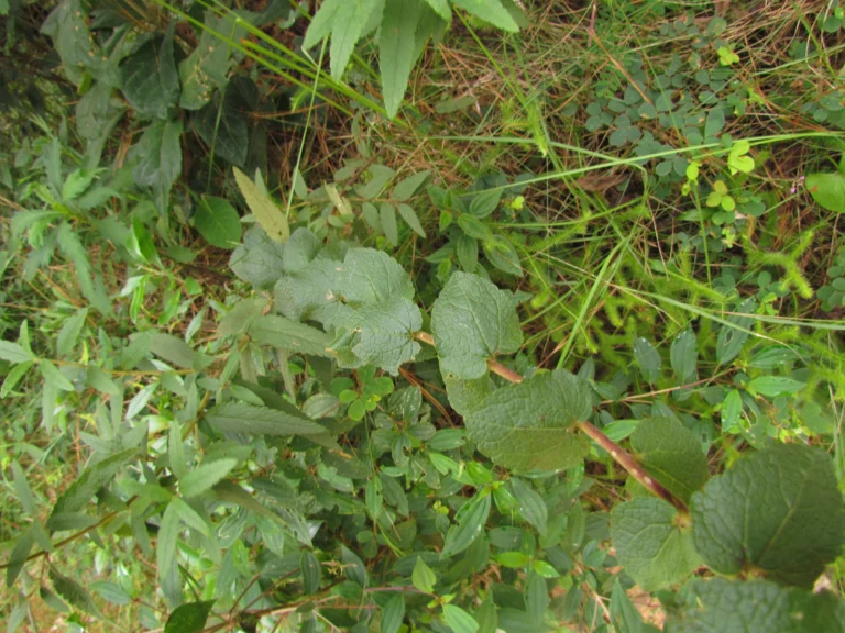 Mikania sessilifolia (15)
