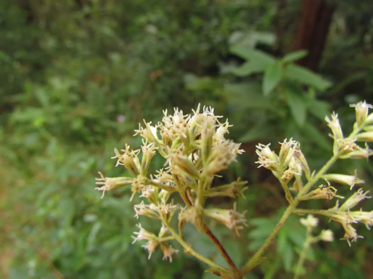 Mikania sessilifolia (13)
