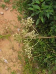 Mikania sessilifolia (10)