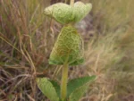 Mikania sessilifolia (8)