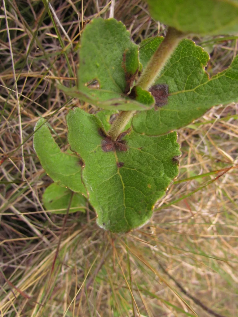 Mikania sessilifolia (6)