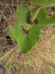 Mikania sessilifolia (7)