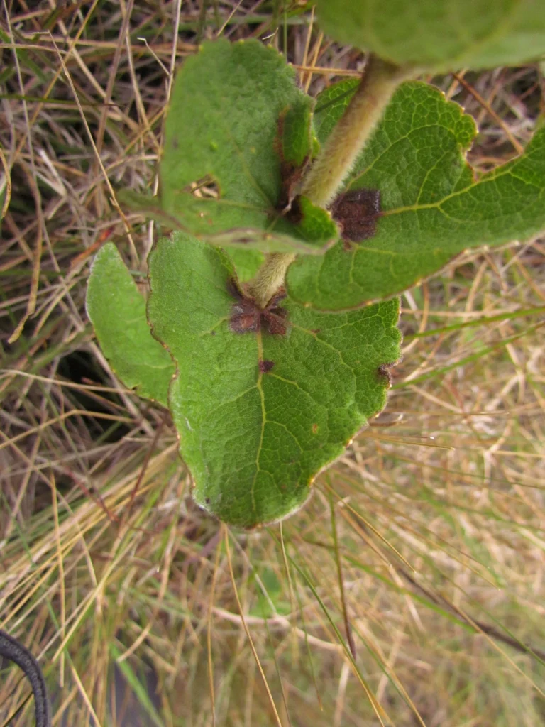 Mikania sessilifolia (7)