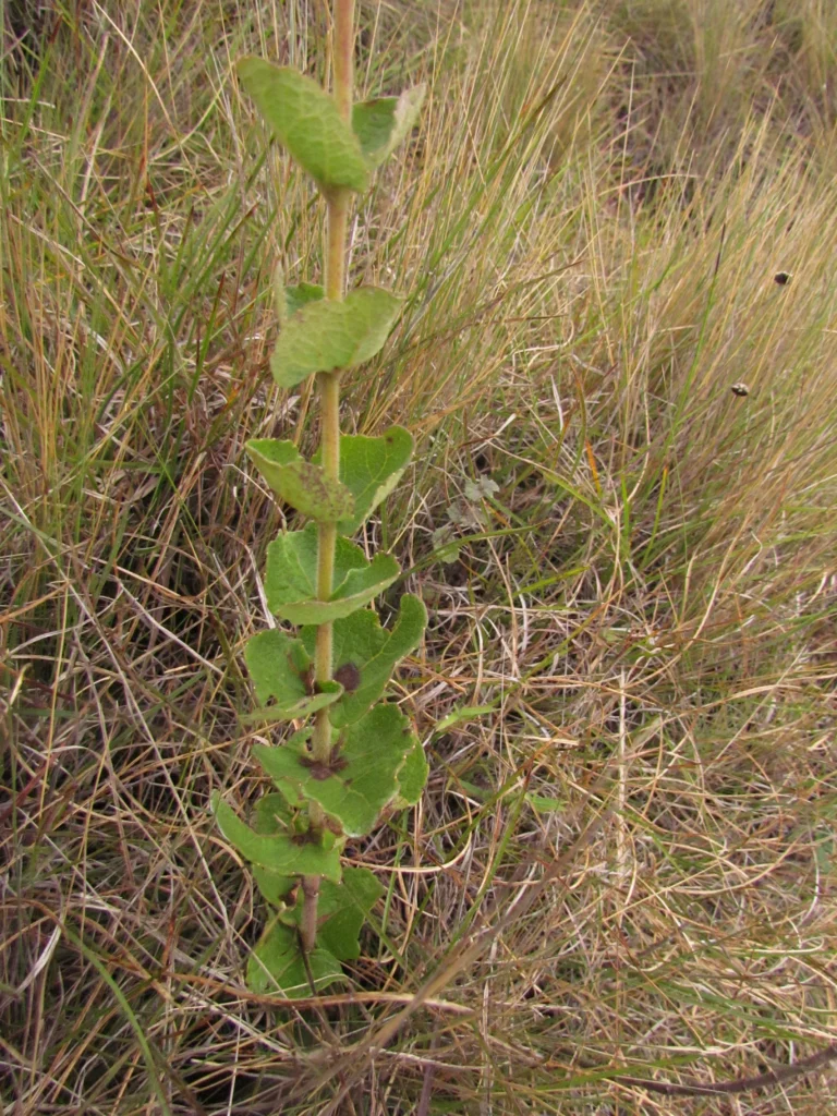 Mikania sessilifolia (5)