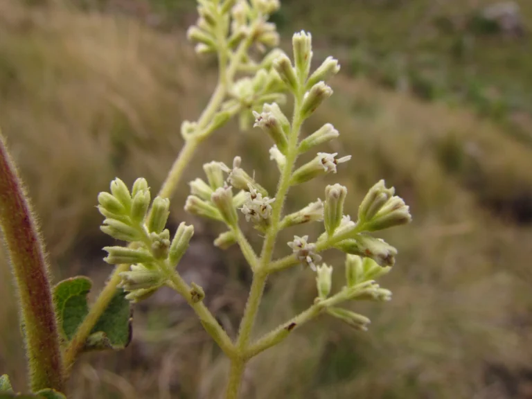 Mikania sessilifolia (3)